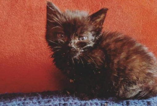 小黑猫因潮湿掉毛 新长毛后竟变身灰脸猫