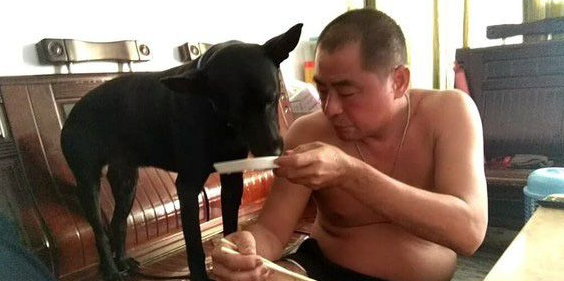 顾家狗狗咬根棍子放脚边 搭配超杀眼神超专业！