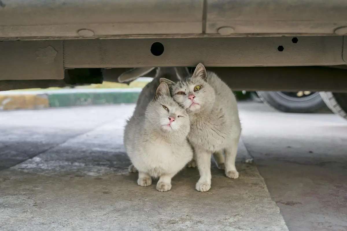 猫发情会有哪些行为