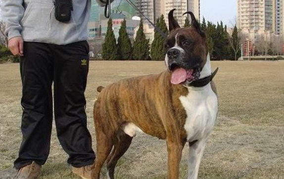 拳师犬发烧如何治疗 这篇文章给你答案 宠物网