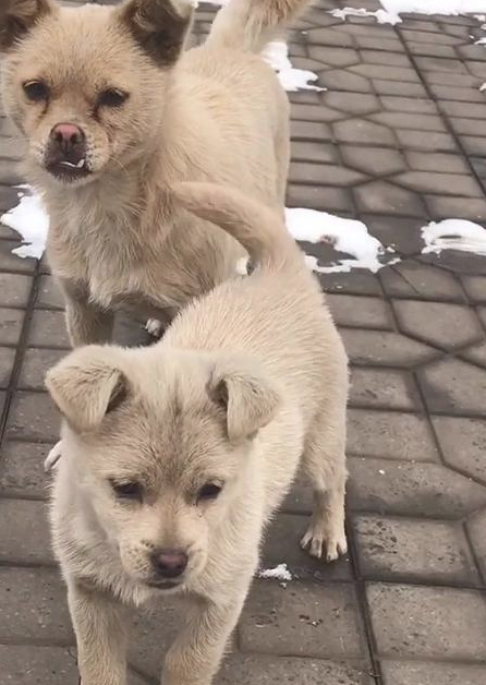 流浪犬在雪地里不离不弃，看上去像交往许久的“难兄难弟”，心酸