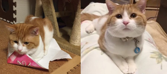 巨大腊肠猫硬是要塞进去 纸盒最后受不了自爆了 巨大腊肠猫硬是要塞进去 纸盒最后受不了自爆了
