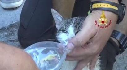 地震第6天救出小猫 救难人员手扶瓶口温柔喂水