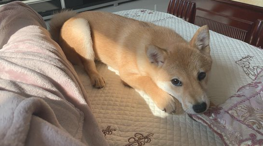 网友一觉醒来,发觉柴犬紧邻自身在入睡,狗:還是布艺沙发舒适 网友一觉醒来,发觉柴犬紧邻自身在入睡,狗:還是布艺沙发舒适