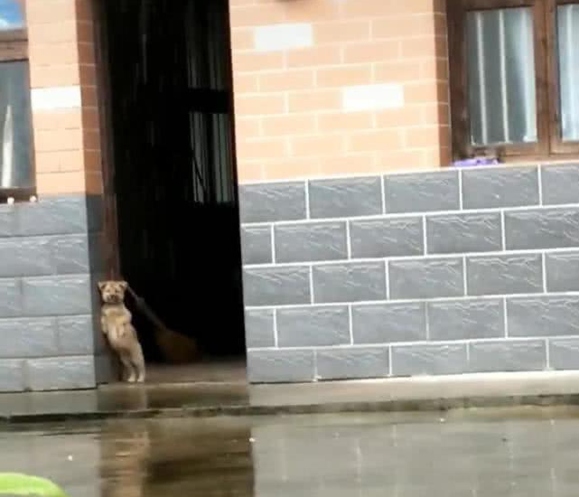 小土狗靠在大门口看雨天,网友:小狗狗要成精了没有? 小土狗靠在大门口看雨天,网友:小狗狗要成精了没有?