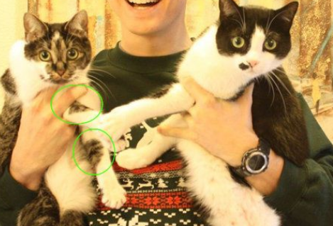 爱猫养的了一年多 才发现可爱的爱心图案 爱猫养的了一年多 才发现可爱的爱心图案