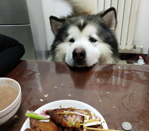 “胖儿子”很馋肉,要是闻到有肉味也不吃狗粮,它务必要吃 “胖儿子”很馋肉,要是闻到有肉味也不吃狗粮,它务必要吃