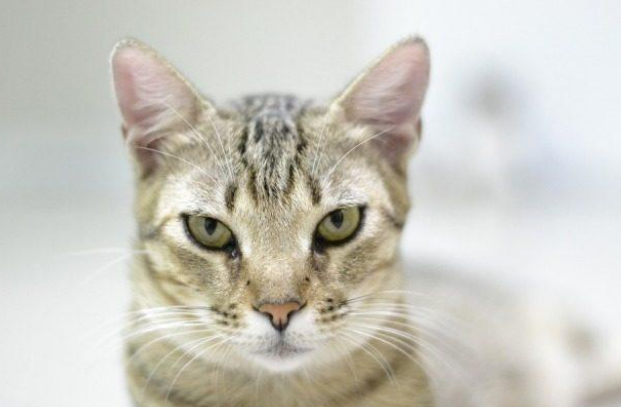 养猫需知:蚊香对猫咪有害吗? 养猫需知:蚊香对猫咪有害吗?