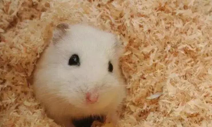 仓鼠垫料该如何铺 仓鼠垫料该如何铺