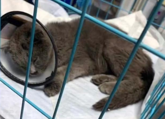 蓝猫被丢停车场,弃养原因竟是小毛病 蓝猫被丢停车场,弃养原因竟是小毛病