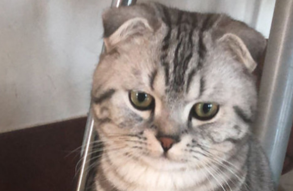折耳猫什么姿势是犯病