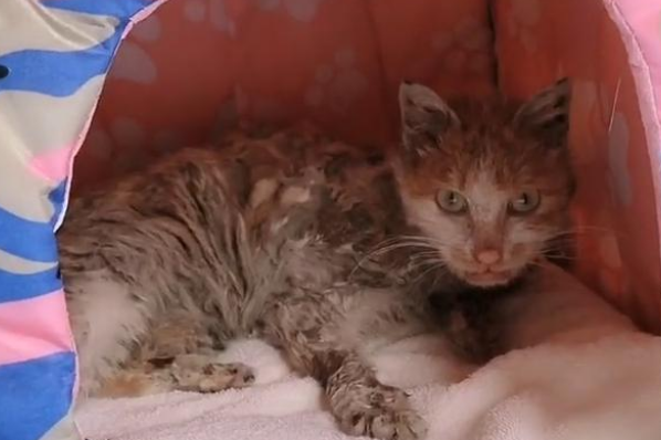 夜里偶遇流浪猫，却被它的模样惊到，这真的是猫吗？