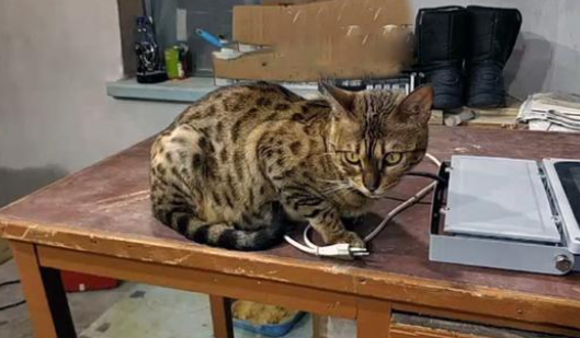 身价不菲的孟加拉豹猫，沦落到以垃圾为食，品种猫为什么会流浪？
