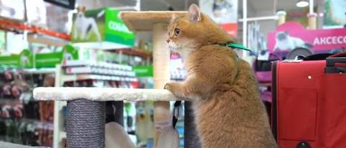 主人带橘猫逛超市,最后它居然睡着了 主人带橘猫逛超市,最后它居然睡着了