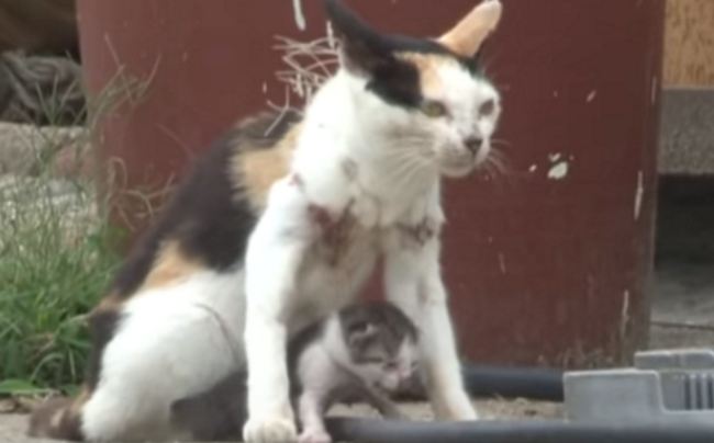 猫妈妈和猫宝宝同被渔网缠住 忍痛带着宝宝寻找食物