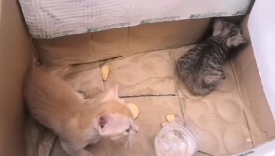 人在家中坐，猫从天上来，还是一整窝！