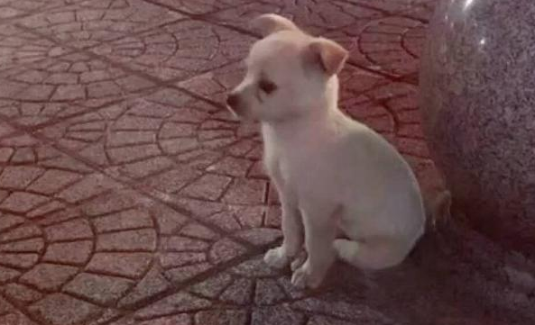 流浪犬躲在石墩旁,小小孤独背影好孤单,女生养十几天后真是萌炸掉 流浪犬躲在石墩旁,小小孤独背影好孤单,女生养十几天后真是萌炸掉