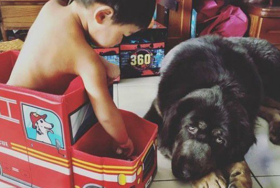 遭受弃养獒犬 收编后要有弟弟陪伴才敢吃饭 遭受弃养獒犬 收编后要有弟弟陪伴才敢吃饭