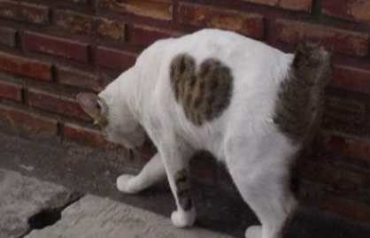 爱猫养的了一年多 才发现可爱的爱心图案 爱猫养的了一年多 才发现可爱的爱心图案
