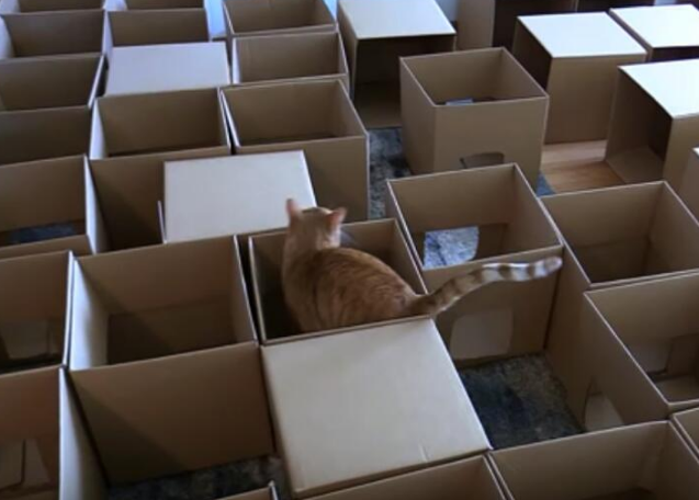 为让主子享受探索乐趣 男子创造史诗般的50盒猫迷宫