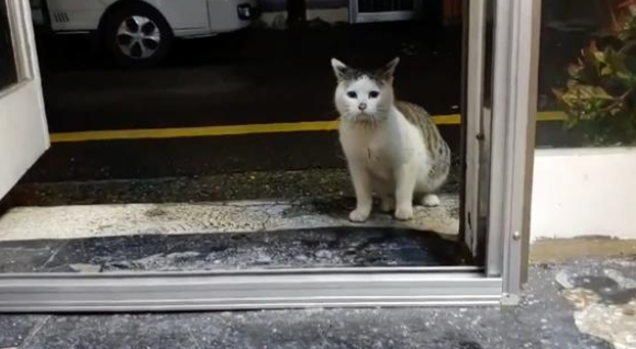 那只每天隔着窗户，偷看宠物猫的流浪猫，终于成为了家猫中的一员