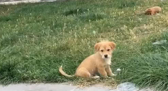 流浪犬立在草地旁,女人越看越觉得不太对,变大界面后笑出眼泪喷 流浪犬立在草地旁,女人越看越觉得不太对,变大界面后笑出眼泪喷