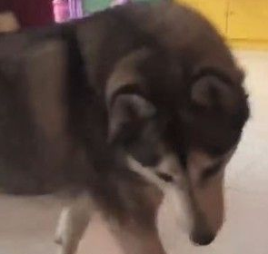 睡醒看见哈士奇臭臭脸 走路竟然是90度歪着头