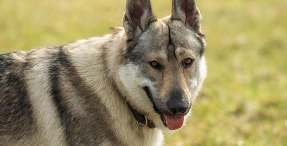 养狗需谨慎,捷克狼犬不能在城市养哦! 养狗需谨慎,捷克狼犬不能在城市养哦!