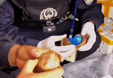 警犬执勤时偷吃百香果，训导员却大加赞赏：好样的！