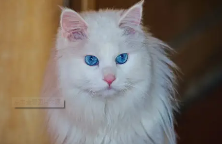 为什么波斯猫的价格普遍比较贵？一文替你解答！