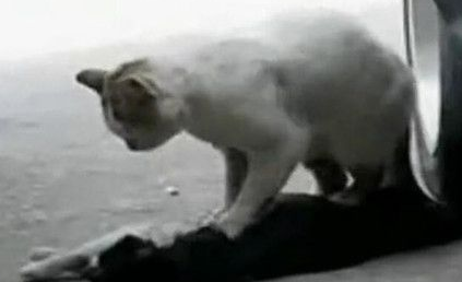 流浪猫抢救同伴一小时 猫咪哭泣的场景让人心碎 流浪猫抢救同伴一小时 猫咪哭泣的场景让人心碎
