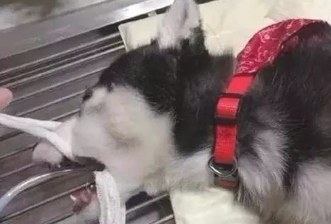 二哈生病去医院体检，医生拍片子后一看吓一跳，这二哈纯啊！