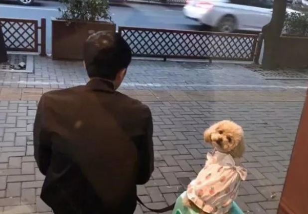 偶遇一只穿短裙的乖萌汪，正想偷拍……没想到汪的镜头感这么强