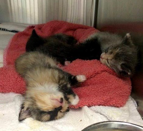 猫咪肉球魅力无限大 连乌龟也难挡猫肉球的魅力