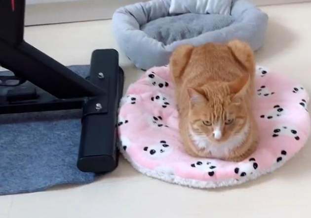 八楼窗外有条小尾巴,竟是只橘猫,还是主人自己放出去的! 八楼窗外有条小尾巴,竟是只橘猫,还是主人自己放出去的!