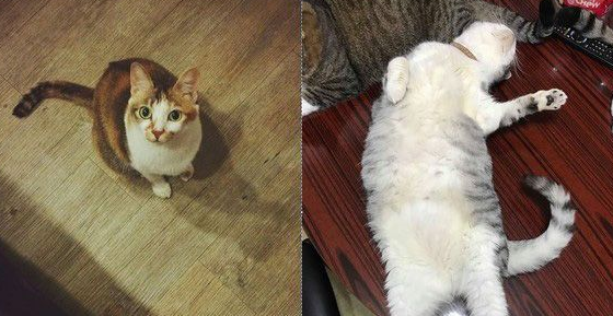 传说中的人类吗？天才猫咪竟然开口喊妈妈