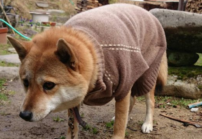 柴犬穿毛衣瞬间皱眉 动也不动一下变木头人