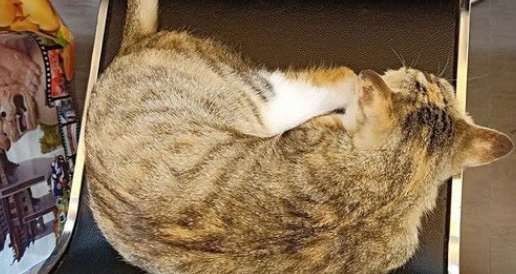 超商突然出现可爱的猫  每晚回来等待弃养它的主人