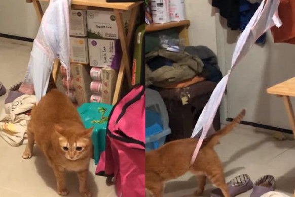 萌猫被内衣捕兽夹捉住 无奈在原地瞎奔走 萌猫被内衣捕兽夹捉住 无奈在原地瞎奔走