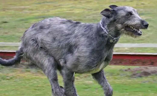 爱尔兰猎狼犬的性格如何?属于容易饲养的犬种吗? 爱尔兰猎狼犬的性格如何?属于容易饲养的犬种吗?
