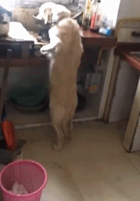 主人家刚下完面条,金毛就立在锅前小口偷吃起來,狗:帮你先尝尝!