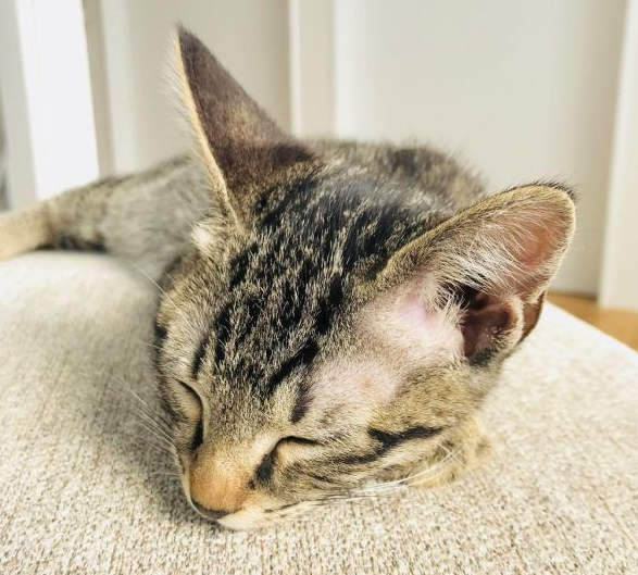 想要跟猫主子一起上班 现实根本不是一回事啊