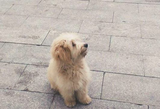 流浪犬痴痴地望着店内,看着它在苦苦等待的模样,女生这下被打动