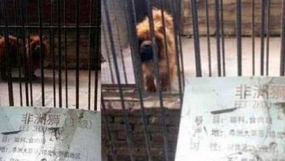 动物园里以狗充狼 网友直呼：能不能不要欺骗我们