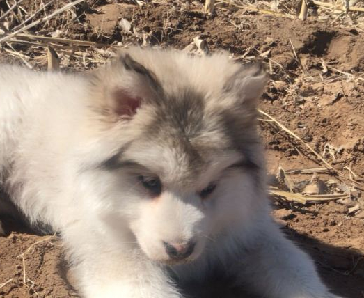 网友带阿拉斯加犬出来放风，玩了一会儿趴地面上不动了，脚底是什么