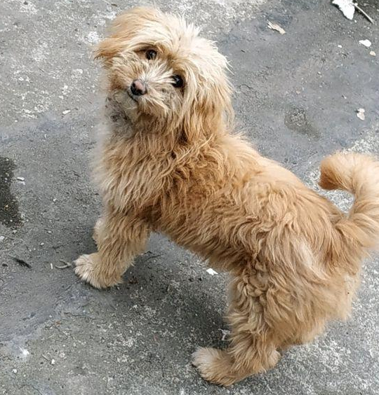 卖肉店前救出只流浪犬,接下去见到它的反映,女生感动不已 卖肉店前救出只流浪犬,接下去见到它的反映,女生感动不已