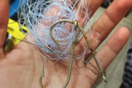 救过虎鲨一次,它竟像狗狗一样每次都过来讨摸摸! 救过虎鲨一次,它竟像狗狗一样每次都过来讨摸摸!