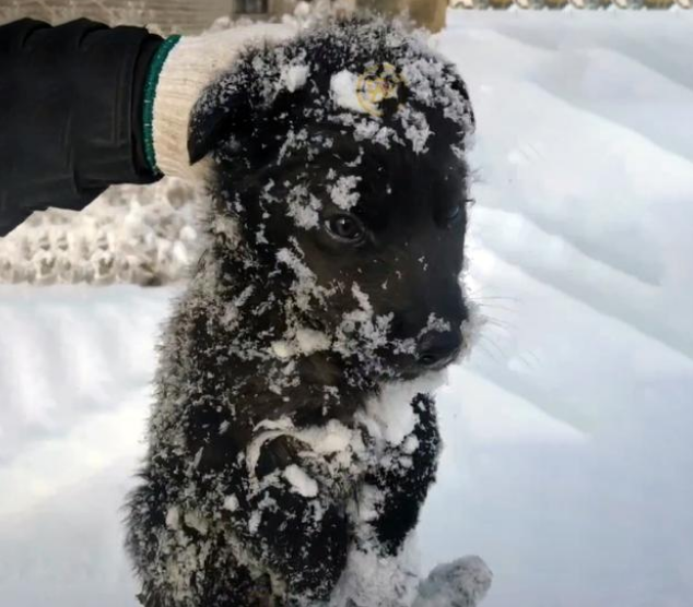 被大雪淹没的流浪狗，缩在角落瑟瑟发抖，好心人带它回家竟遭质疑