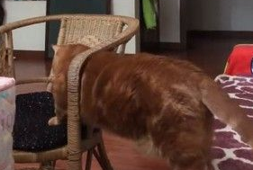 胖橘走侧门卡住出不来 模样超逗趣又可爱