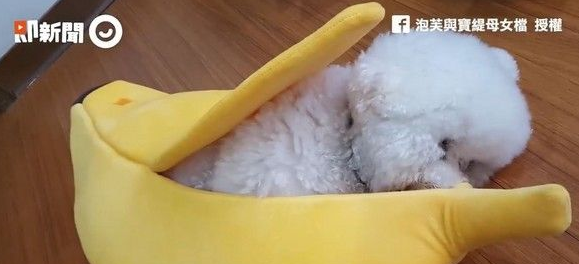 超萌的比熊犬爬进大香蕉休息 网友错认为是棉花 超萌的比熊犬爬进大香蕉休息 网友错认为是棉花